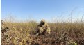 Маскировочный халат Taganrog Друид – купить по цене 3500 руб. в интернет-магазине в городе Томск картинка 17